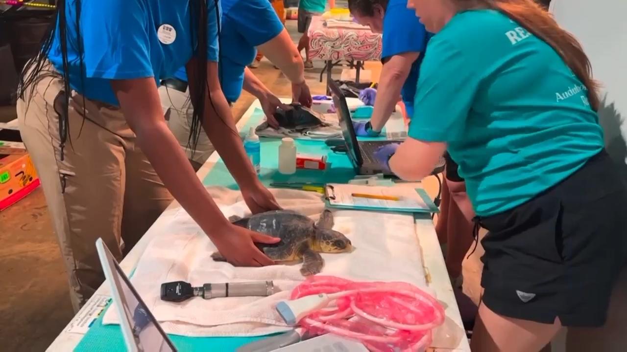 New Orleans aquarium cares for 35 endangered Kemp’s ridley sea turtles exposed to frigid cold