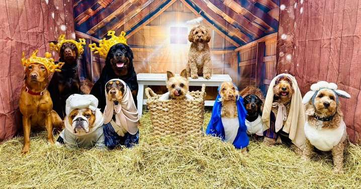 Doggy daycare centre puts on absolutely adorable Christmas nativity