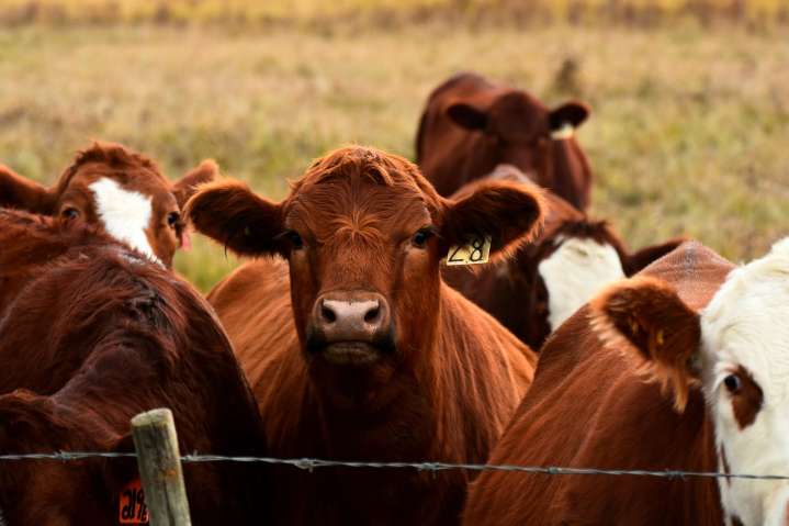 Ganaderos mexicanos denuncian "sobrerregulación" por medidas contra gusano barrenador