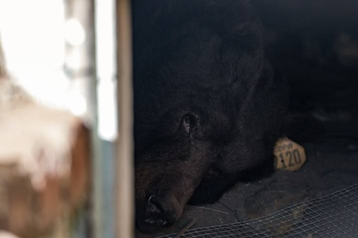 A half-ton bear settles in beneath an Altadena home, thwarting creative efforts to move him out