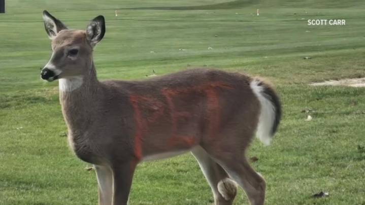 Deer spray-painted with 'pet' in orange roamed golf course, sparking a PA Game Commission probe