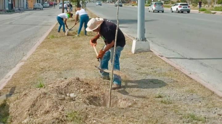 Saltillo ‘se pondrá bonito’ y verde para el Mundial 2026; planean plantar 20 mil árboles