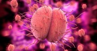 Especialistas desarrollan antibiótico eficaz de dosis única para tratar la gonorrea