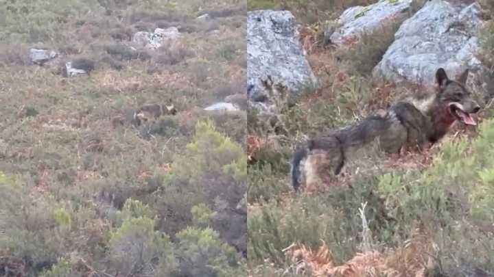 Graban a un lobo en la carretera de San Isidro