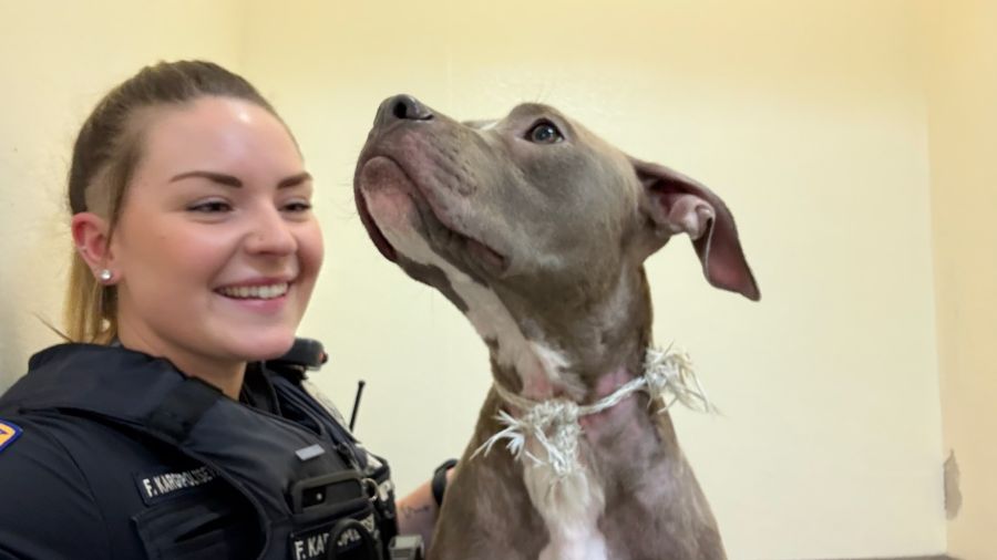 Puppy found zip-tied in dumpster, safe at Everett shelter