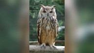 Vikarabad quarry stops work to let rare rock eagle owl hatch eggs
