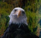 Duluth mourns death of Bogey, the bald eagle