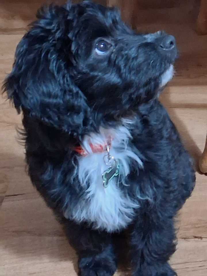 Playful puppy Remi is training to be a therapy dog: Send us your pet stories