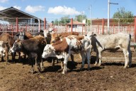 Productores de carne exigen convenio sanitario tras cierre de movilización ganadera en Nuevo León