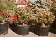 Qué hacer con tu árbol de Navidad natural después de usarlo: sembrarlo o no