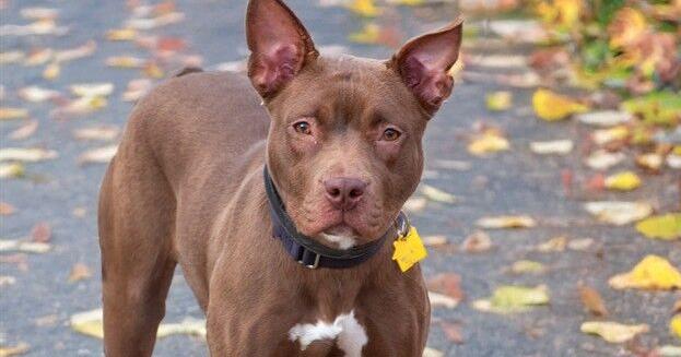 Meet our pets of the week: A pit bull mix, a beagle mix and an Appaloosa