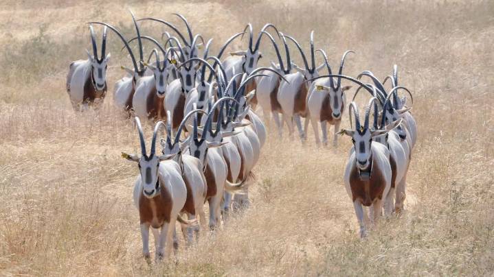 ‘Extinct’ Graceful Oryx Thriving in the Saharan Wilds Thanks to Decades of Captive Breeding