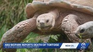ABQ Biopark announces death of tortoise