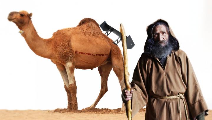 484-Year-Old Methuselah Goes Through Midlife Crisis, Purchases Expensive Convertible Sports Camel