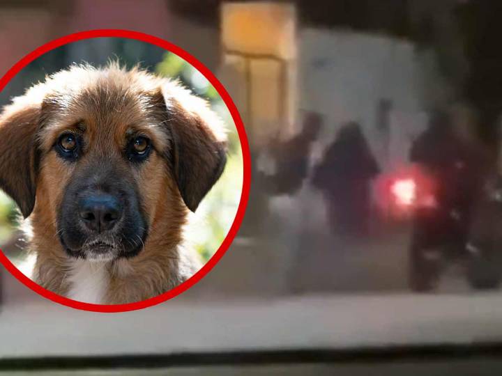 Jóvenes desatan indignación en Zacatecas tras maltratar a un perrito ‘por diversión’