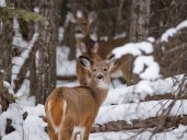 On the Road: Strange whitetails