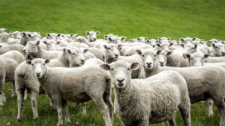 What Is a Group of Sheep Called? Not Necessarily a Herd