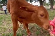 Delincuentes robaron un ternero, que era mascota de una escuela, y lo carnearon