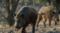 Peste porcina africana en España, en directo: última hora del brote y medidas de control de la enfermedad