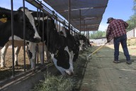 Ganaderos denuncian "sobrerregulación" por medidas contra gusano barrenador en México