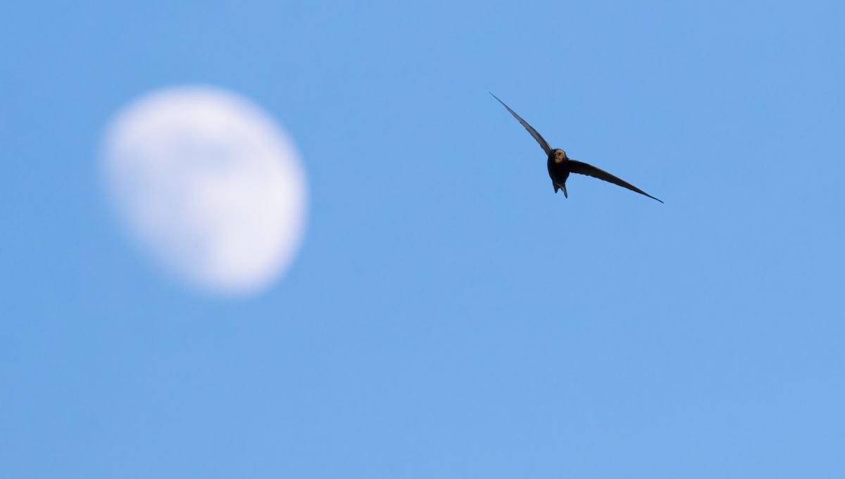 How Long Can A Bird Can Fly Without Landing?