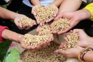 Zafra de café venezolano creció 55% en el 2025, respecto al año 2024