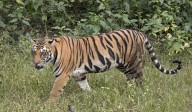Surge in tiger movement forces safety changes for officials in Mancherial forests