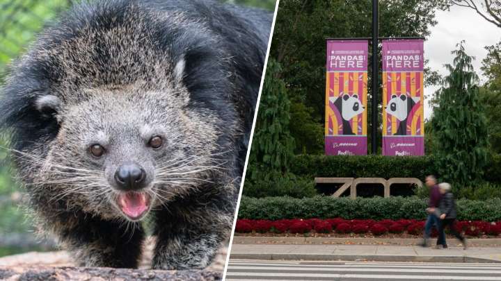 2 zookeepers bitten by ‘bearcat’ at DC’s National Zoo