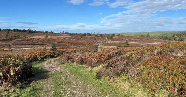 The stunning heathland just an hour from Coventry that's perfect for a winter walk