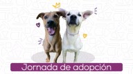 Adopción en Cali: peluditos sueñan con una familia este 10 de diciembre