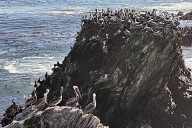 A brown pelican 'feeding frenzy' is an encouraging sign for the often