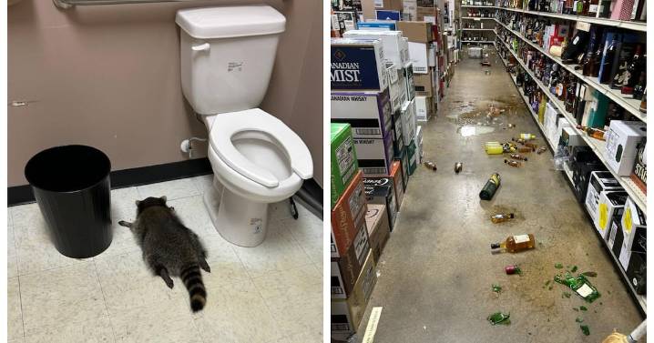 Drunk Raccoon Found Passed Out in Liquor Store Bathroom After Raiding Shelves