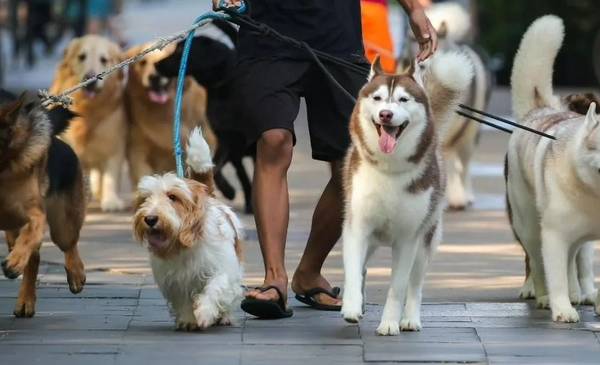 Tener una mascota puede costar más que un salario mínimo