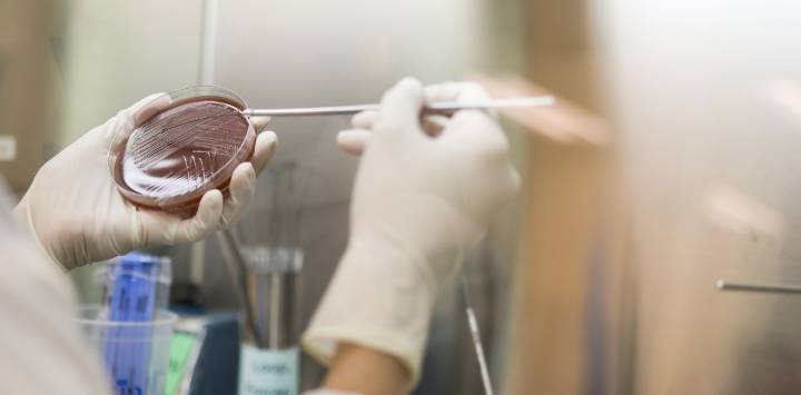 Desarrollan antibiótico oral de dosis única para el tratamiento de la gonorrea