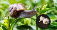 Caracoles y babosas | Cómo hacer que se vayan de tu jardín: fácil y sin gastar dinero