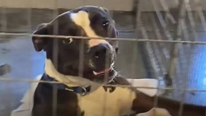 Oregon Foster Dad Transforms A Pit Bull’s Fear Into A Story Of Love And Belonging