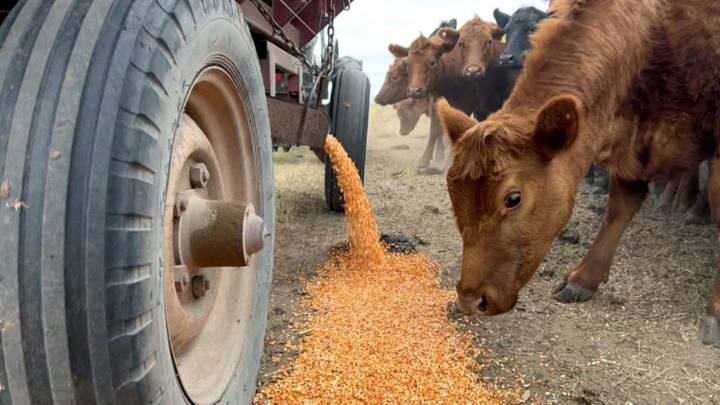 En los feedlots esperan nuevas mejoras para el precio del gordo