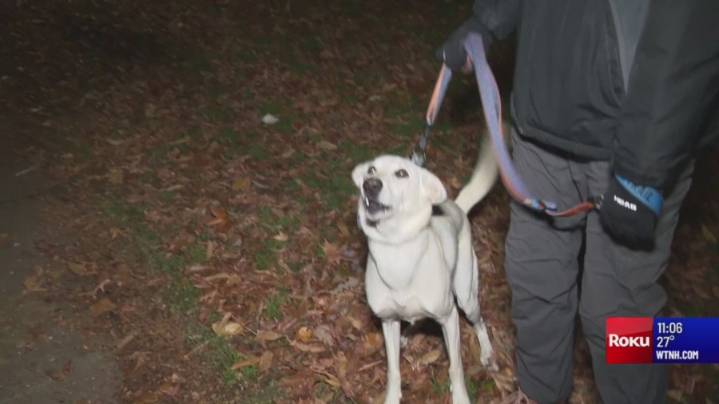 Hartford officials considering ordinance to limit number of pets