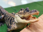 Nearly 30,000 trafficked animals were rescued in a monthlong global operation led by Interpol