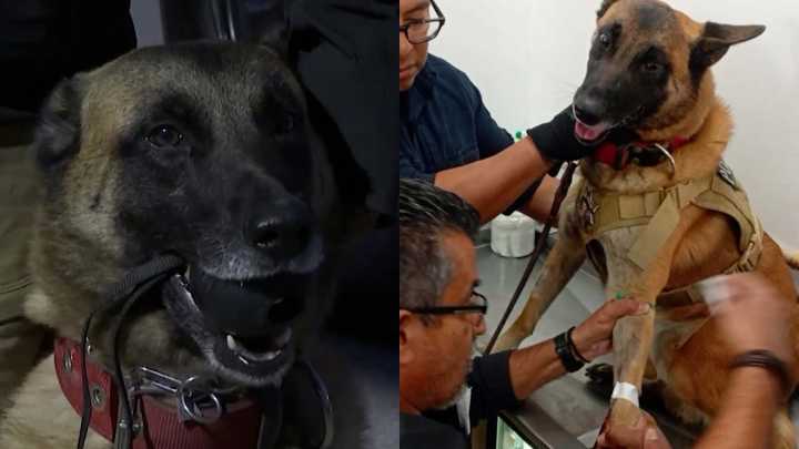 Perro 'Policía' K9 Dona Sangre a Chihuahua con Cáncer en Torreón