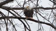 Sign up for a chance to see eagles, falcons at Monroe Power Plant