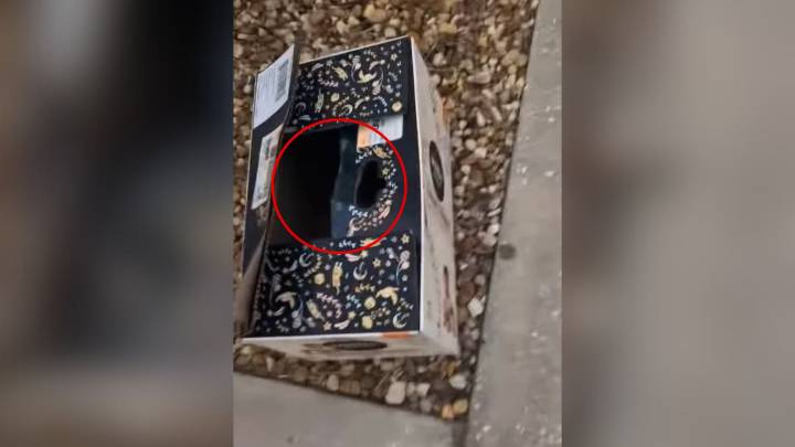 Florida Woman Takes Her Rescue Dog To The Vet, Only To Discover A Shocking Surprise Nearby