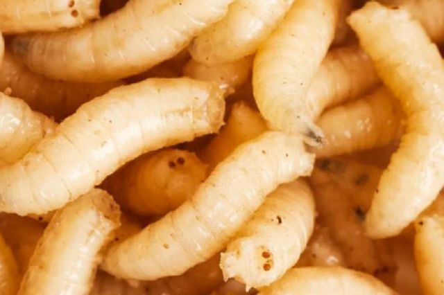 México controla 99.9% del gusano barrenador y reanuda comercio con EU