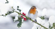 How to help robins survive white Christmas 'disaster' with garden decor