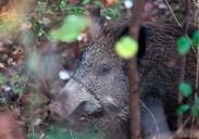 Los veterinarios alertan sobre el riesgo sanitario del jabalí tras el primer brote de peste porcina africana