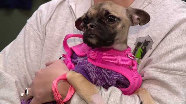 Emaciated dog on the mend; Mass. man charged with animal cruelty