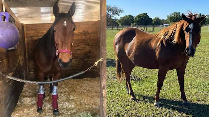 Volusia Sheriff’s Office puts up $10K reward after 4 horses stolen in Osteen