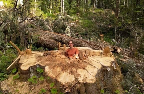 Why was ‘incredible’ giant cedar cut down, despite B.C.’s big