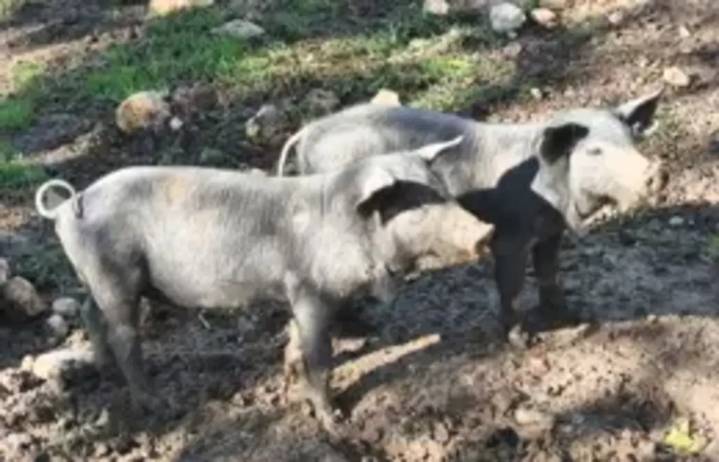 Investigan si el brote de peste se ha generado en un laboratorio