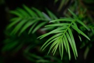 CU Boulder greenhouse acquires rare ‘dinosaur tree’ that dates back 91 million years